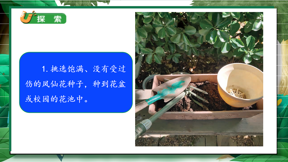 1.2《种植凤仙花》教学课件第6页