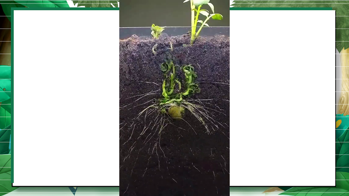 1.2《种植凤仙花》教学课件第7页