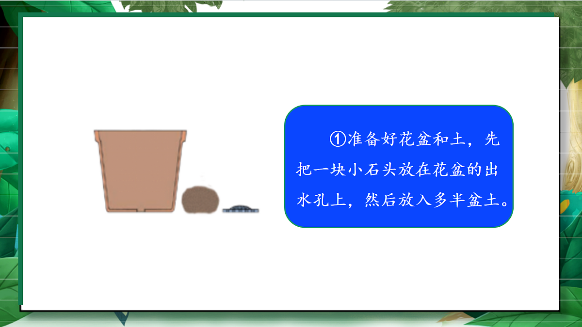 1.2《种植凤仙花》教学课件第8页
