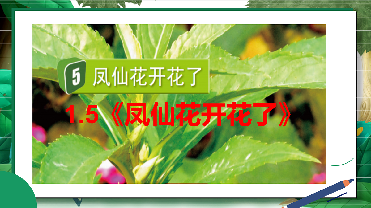 1.5《凤仙花开花了》教学课件第2页
