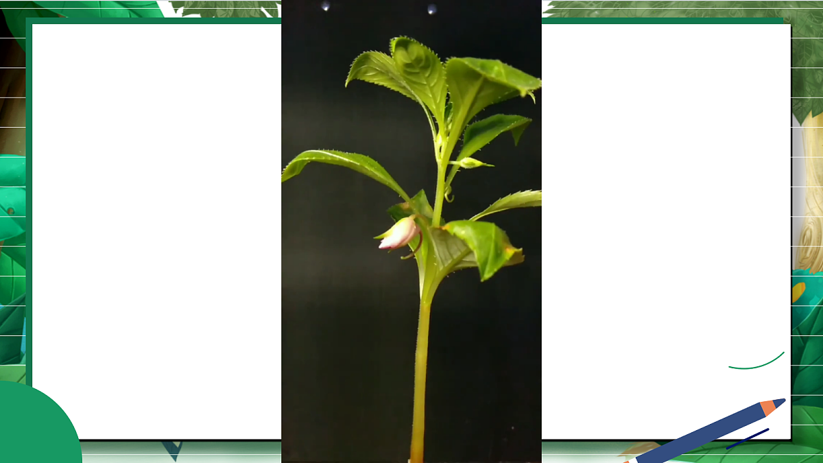 1.5《凤仙花开花了》教学课件第3页