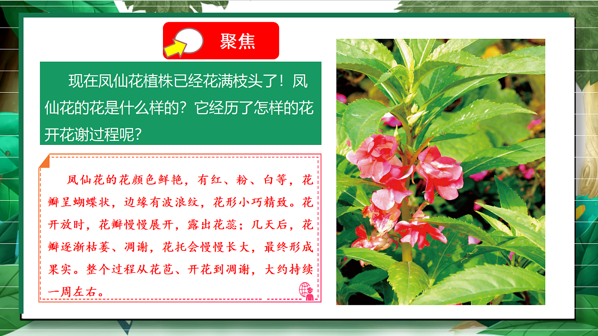 1.5《凤仙花开花了》教学课件第5页