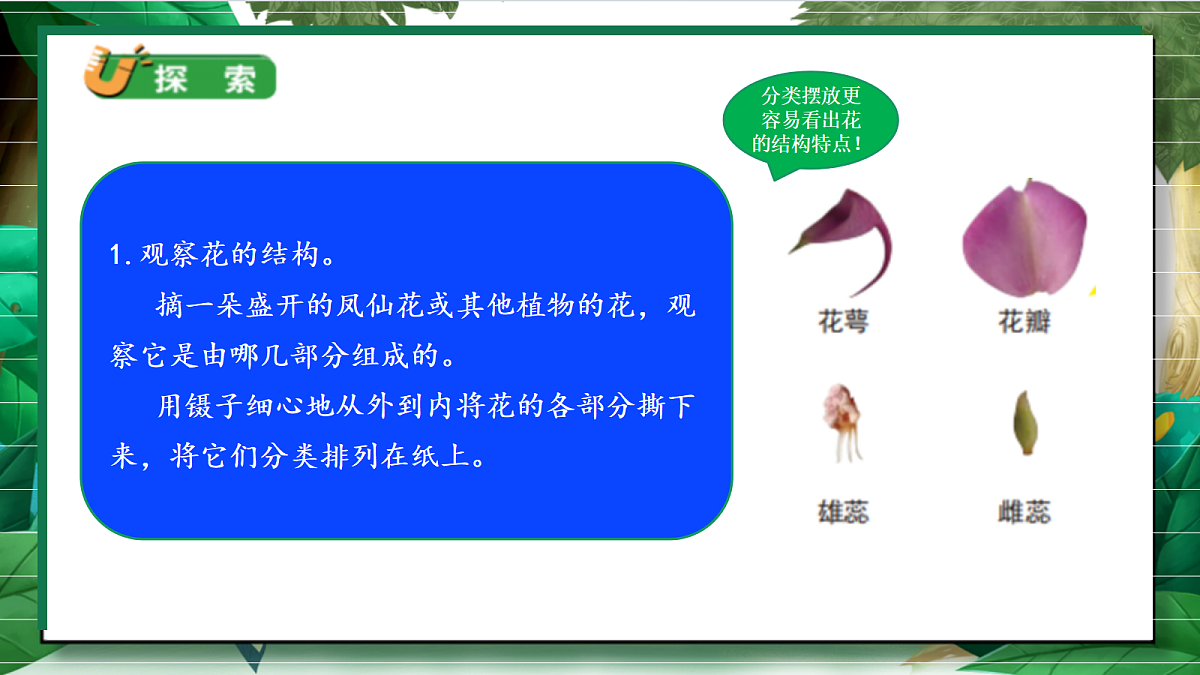 1.5《凤仙花开花了》教学课件第7页