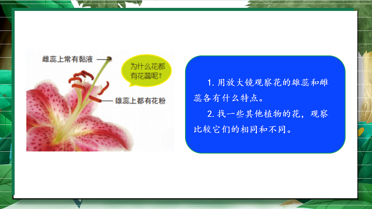1.5《凤仙花开花了》教学课件第8页