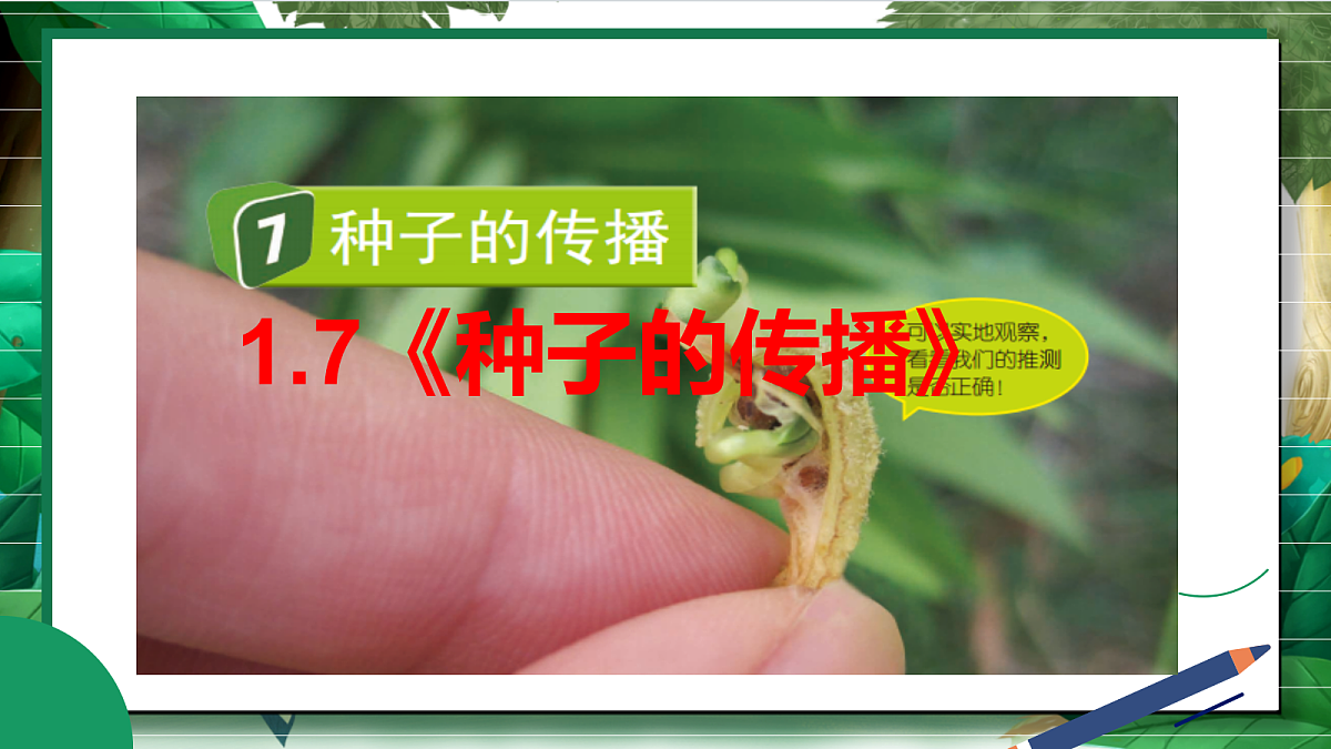 1.7《种子的传播》教学课件第2页
