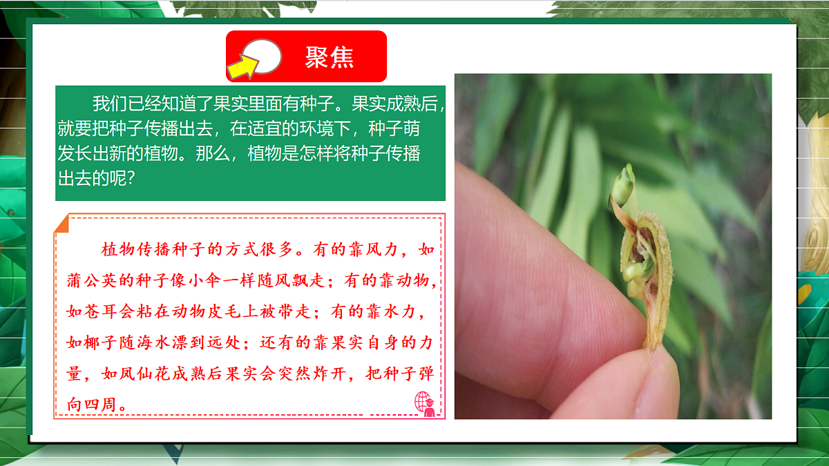1.7《种子的传播》教学课件第5页