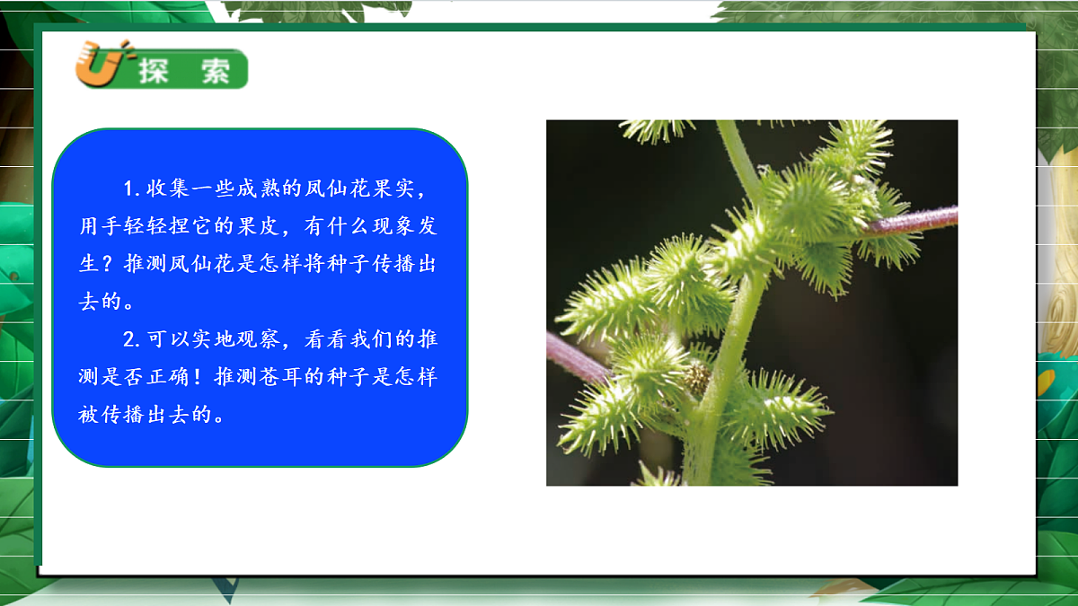 1.7《种子的传播》教学课件第6页