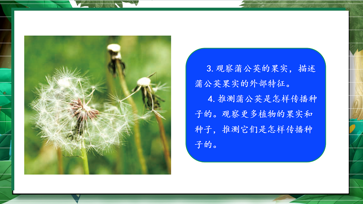 1.7《种子的传播》教学课件第8页