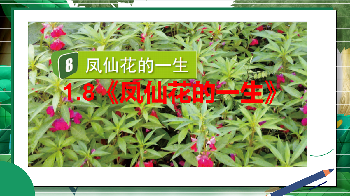 1.8《凤仙花的一生》教学课件第2页
