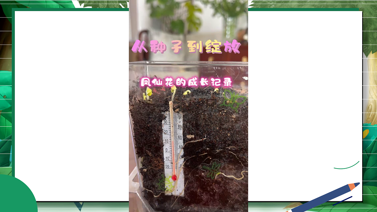 1.8《凤仙花的一生》教学课件第3页