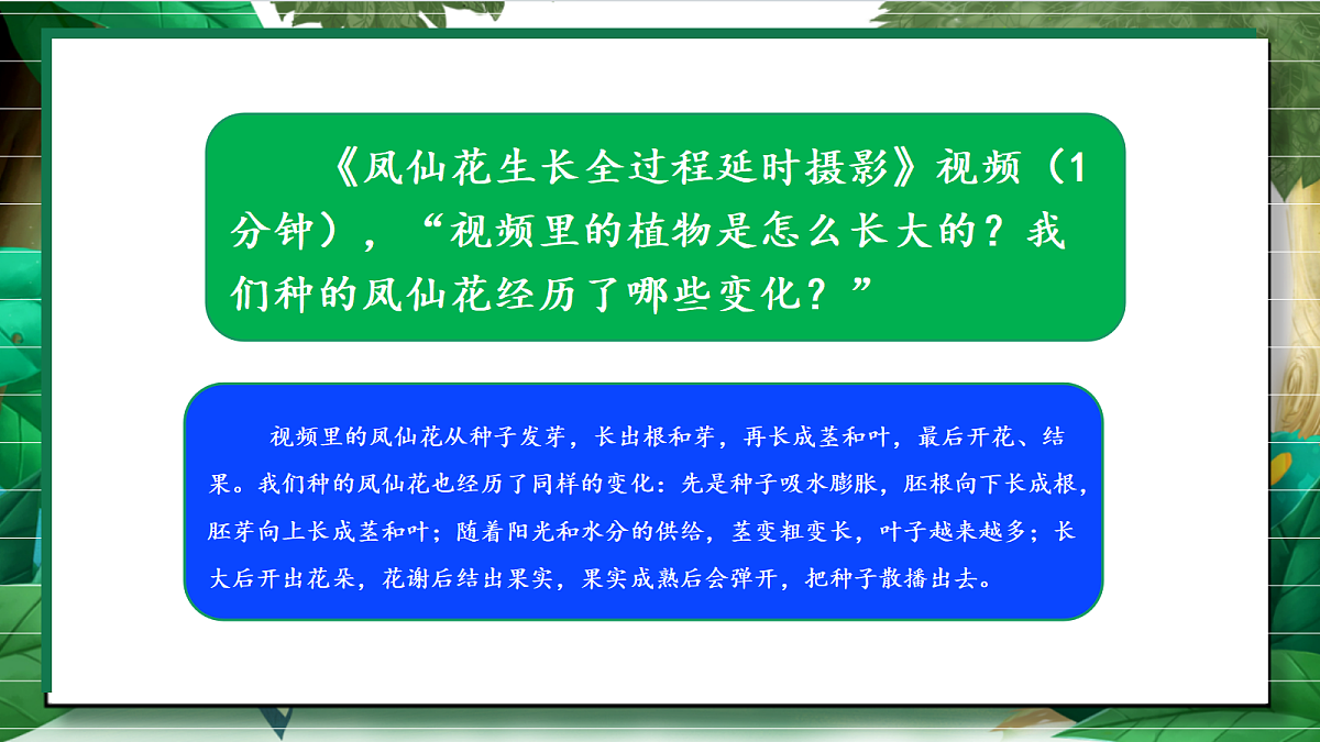 1.8《凤仙花的一生》教学课件第4页