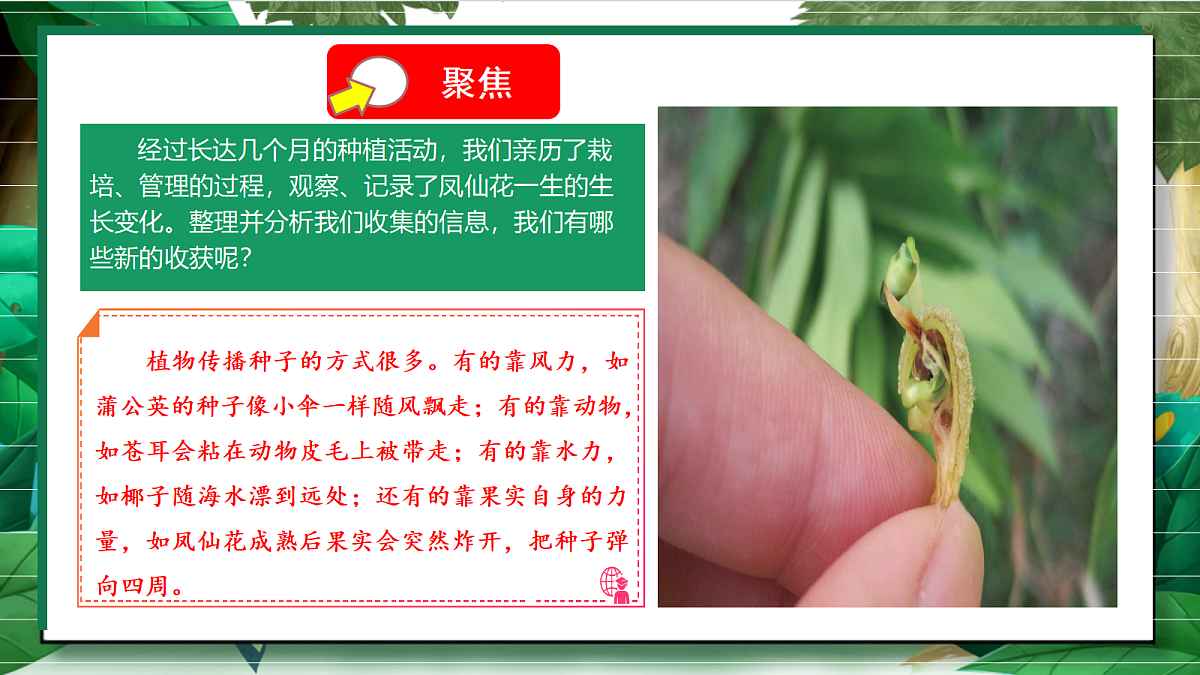 1.8《凤仙花的一生》教学课件第5页