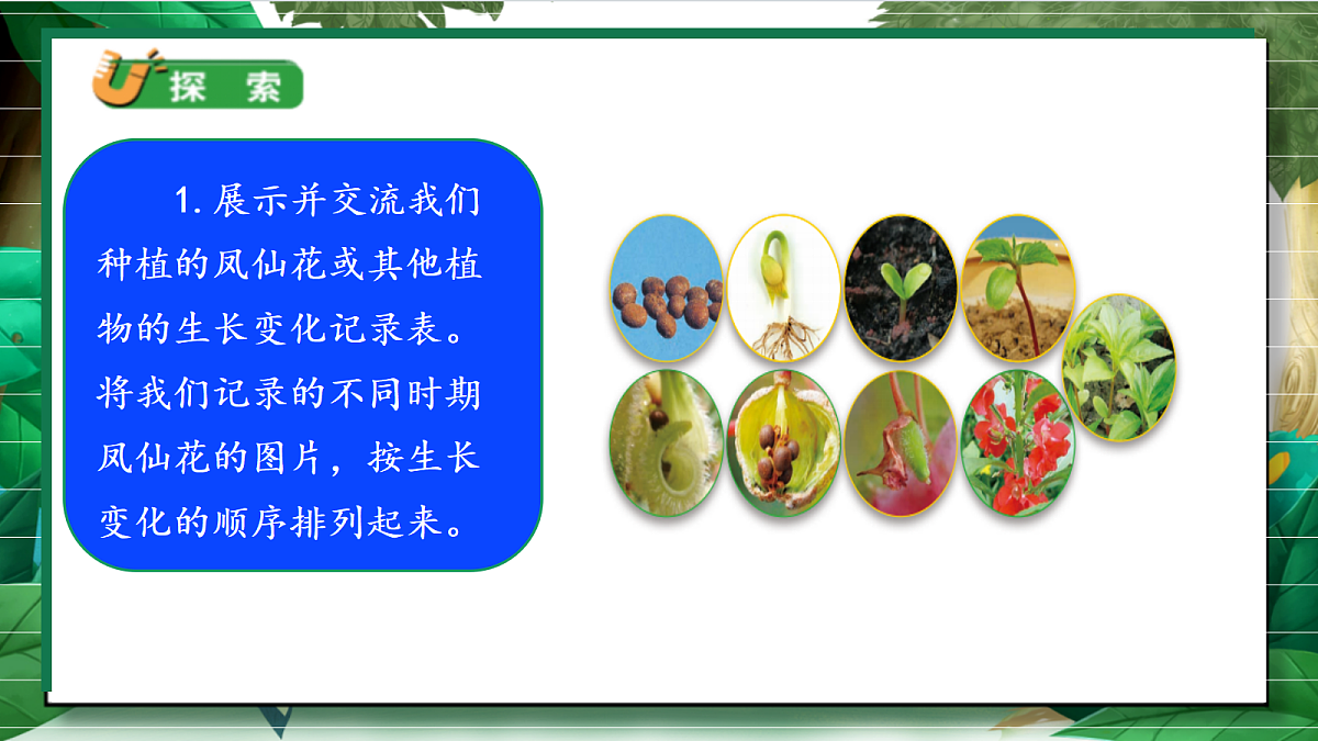 1.8《凤仙花的一生》教学课件第6页