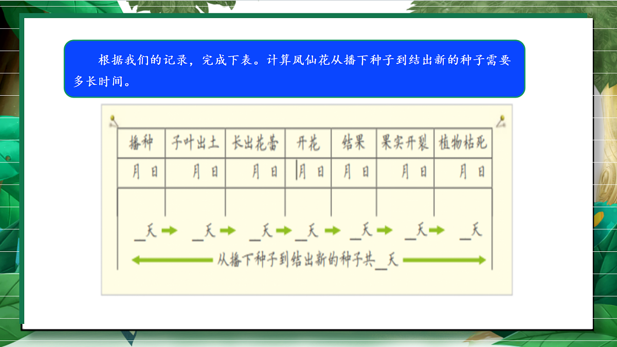 1.8《凤仙花的一生》教学课件第7页