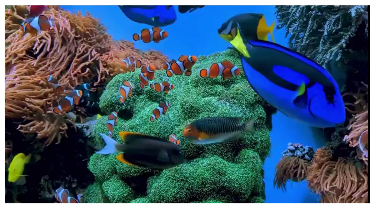 《奇异的海洋生物》教学课件第3页