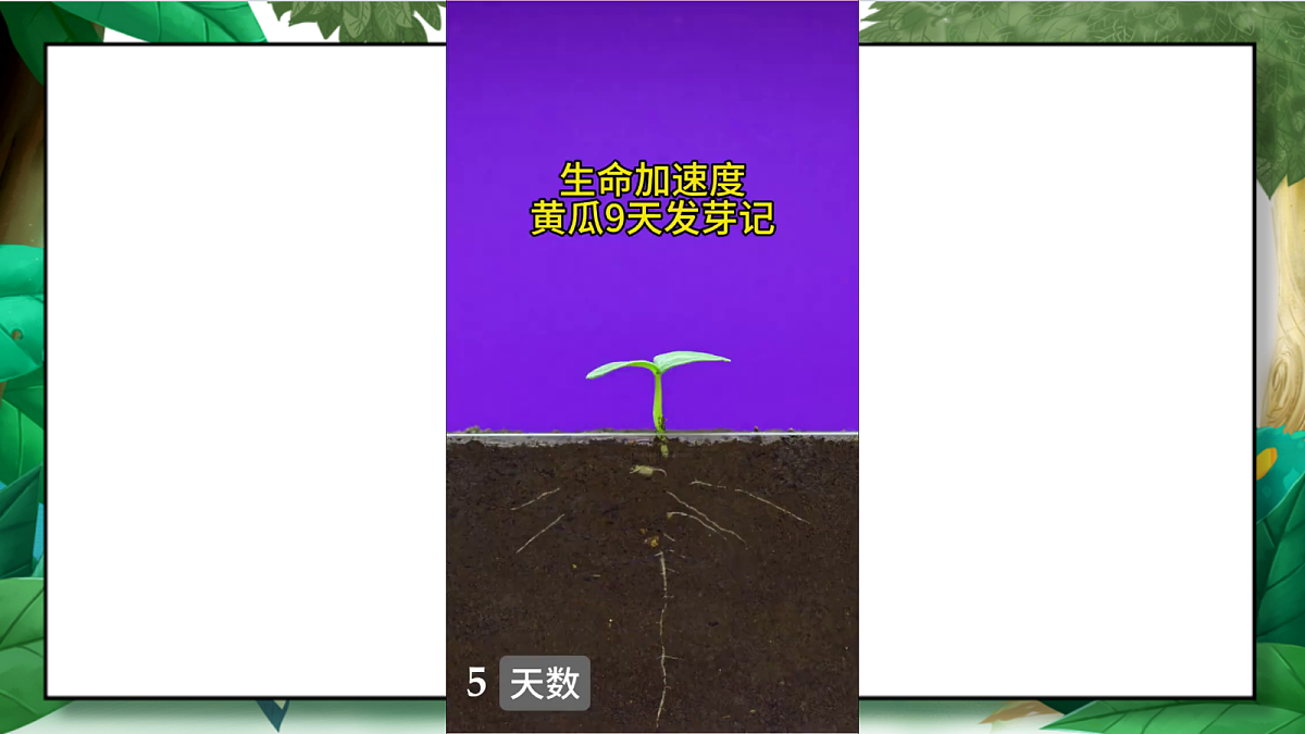 1.1《种子发芽实验》教学课件第5页