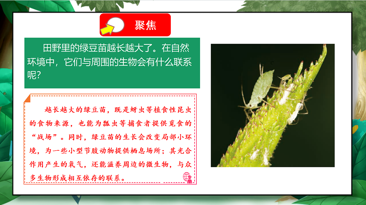 1.6《食物链和食物网》教学课件第5页
