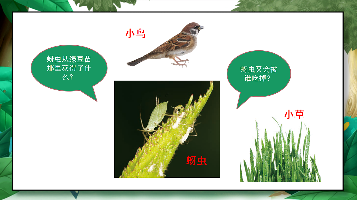 1.6《食物链和食物网》教学课件第6页