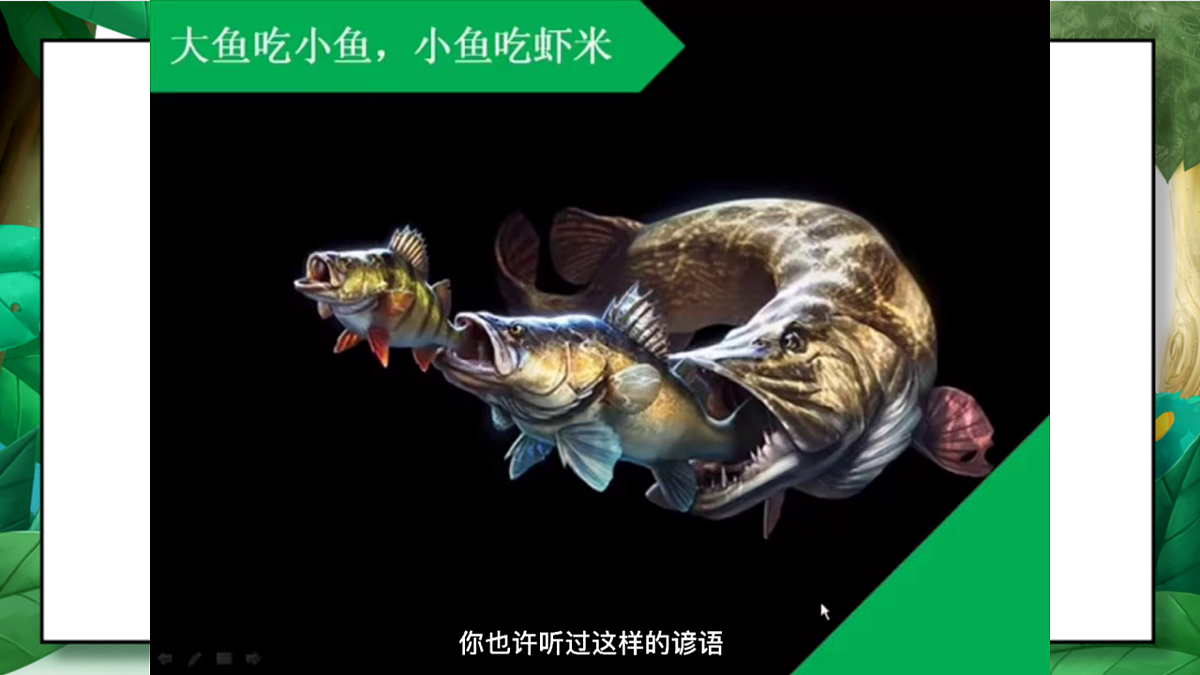 1.6《食物链和食物网》教学课件第7页
