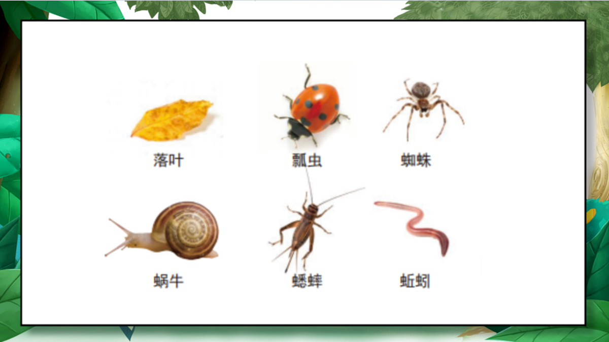 1.6《食物链和食物网》教学课件第8页
