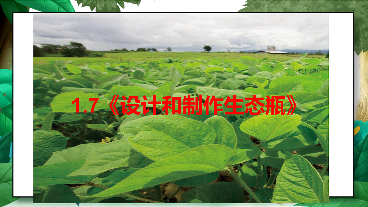 1.7《设计和制作生态瓶》教学课件第2页