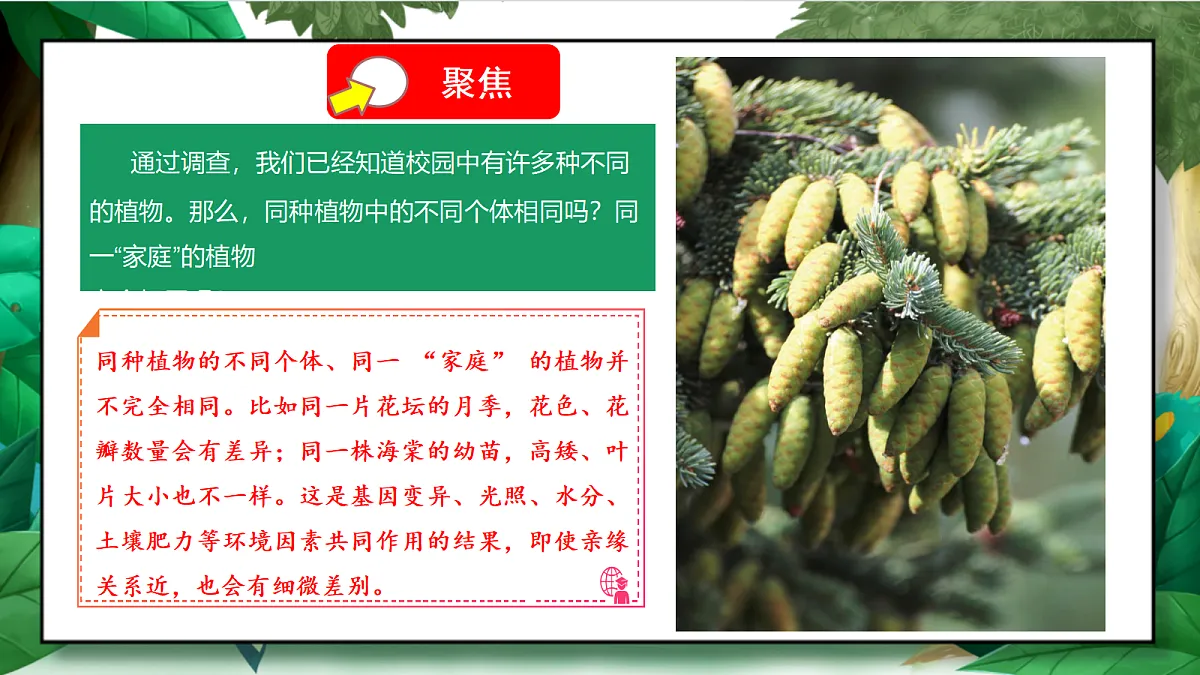 2.3《形形色色的植物》教学课件第5页