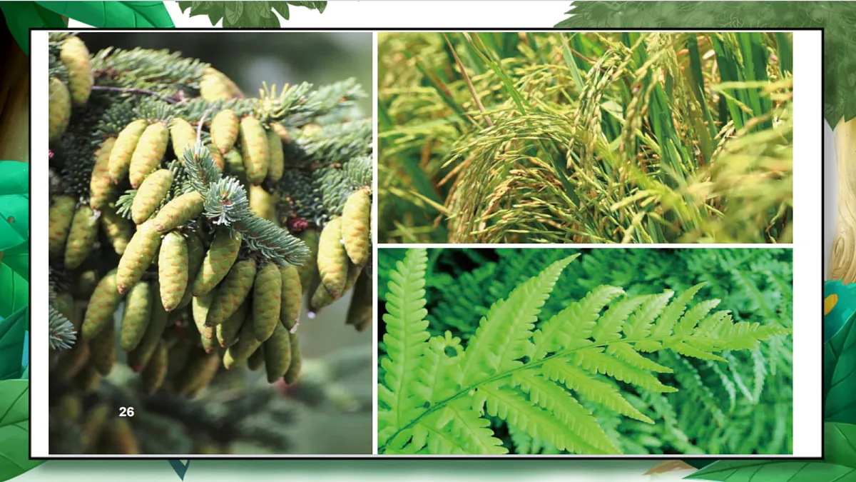 2.3《形形色色的植物》教学课件第6页