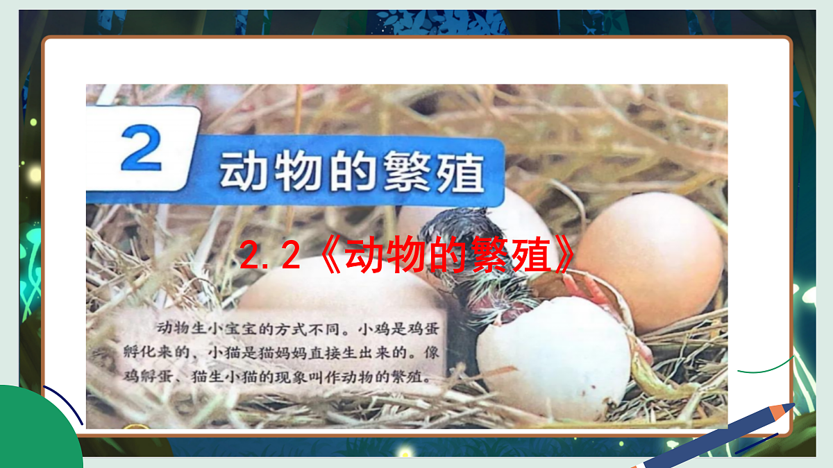 2.2《动物的繁殖》教学课件科学教科版三年级下册(新教材)第2页
