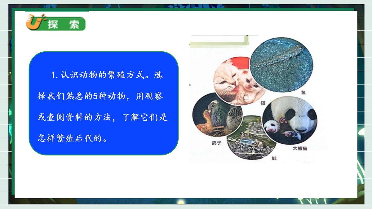 2.2《动物的繁殖》教学课件科学教科版三年级下册(新教材)第6页