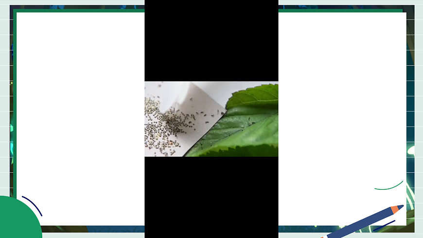 2.3《迎接蚕宝宝的到来》教学课件科学教科版三年级下册(新教材)第3页