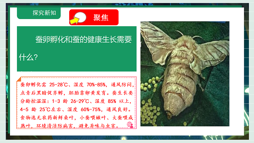 2.3《迎接蚕宝宝的到来》教学课件科学教科版三年级下册(新教材)第5页
