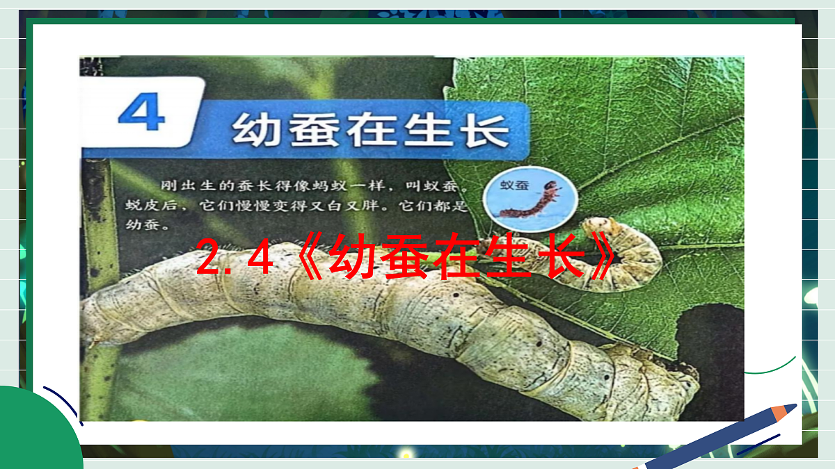 2.4《幼蚕在生长》教学课件科学教科版三年级下册(新教材)第2页