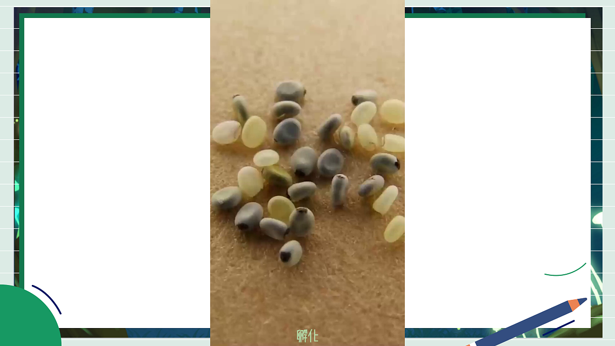 2.4《幼蚕在生长》教学课件科学教科版三年级下册(新教材)第3页