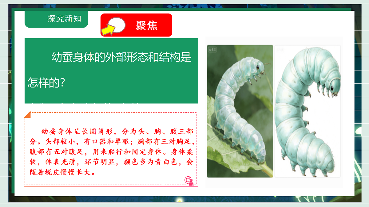 2.4《幼蚕在生长》教学课件科学教科版三年级下册(新教材)第5页