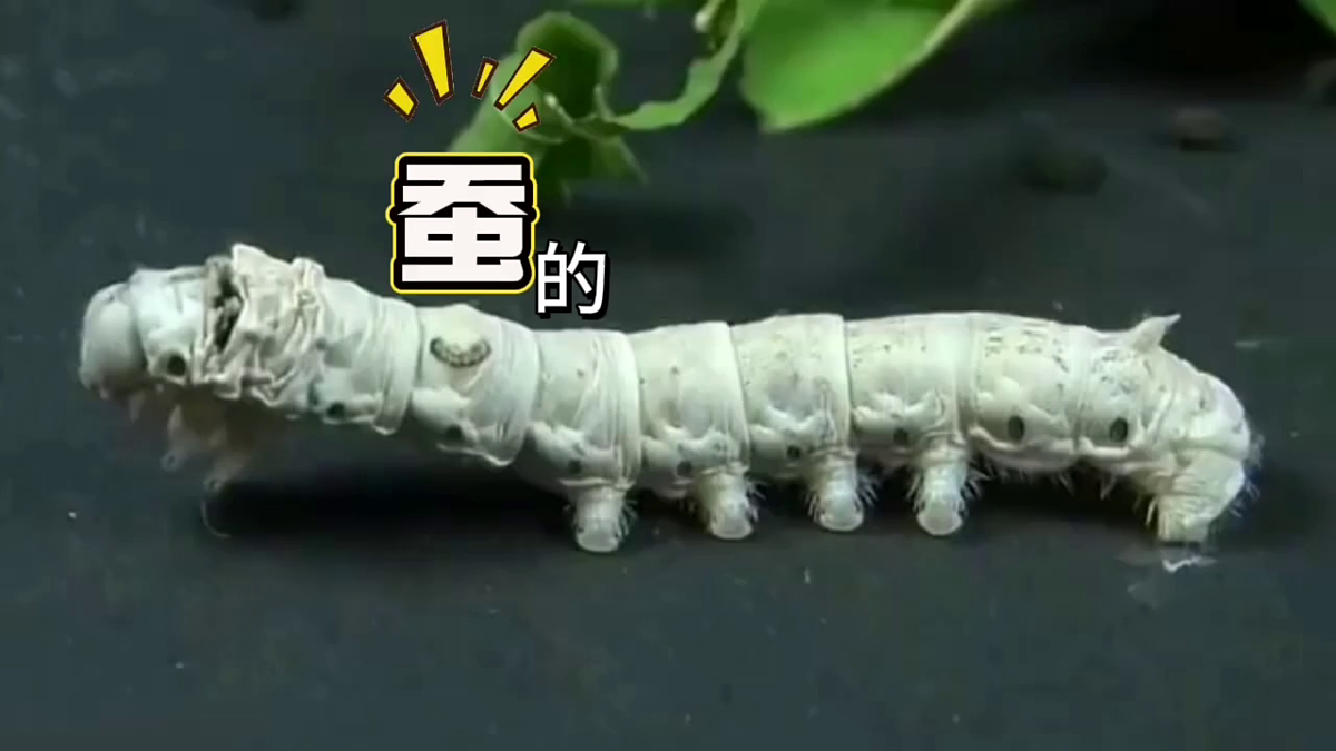 2.4《幼蚕在生长》教学课件科学教科版三年级下册(新教材)第8页