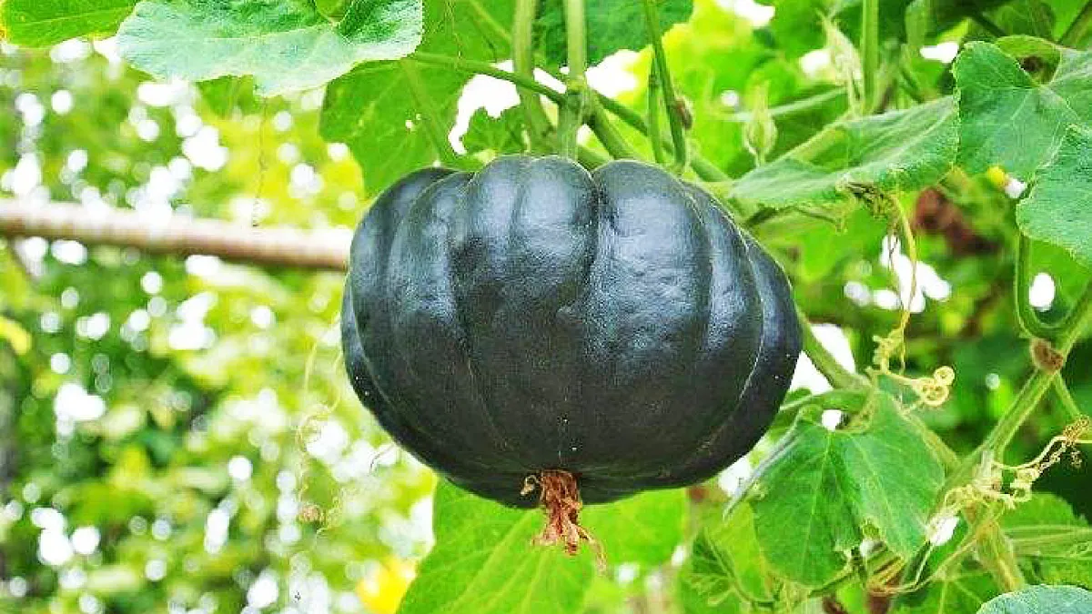 (教学课件)2 祖父的园子第1页