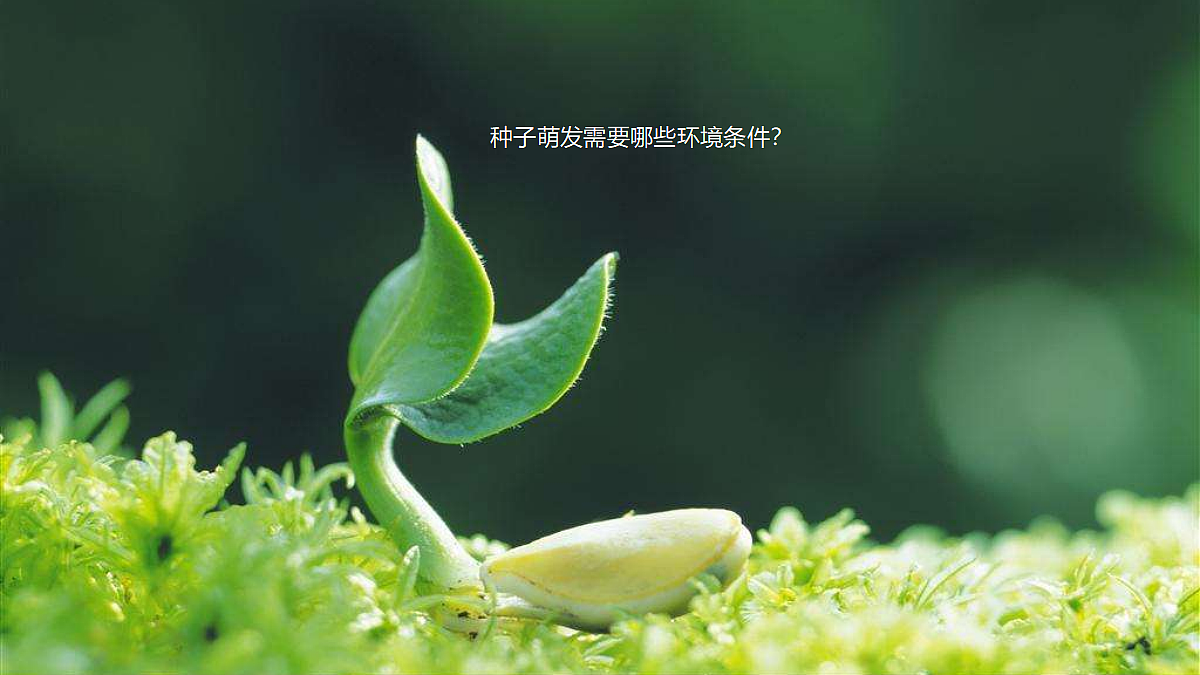 18060247第4页