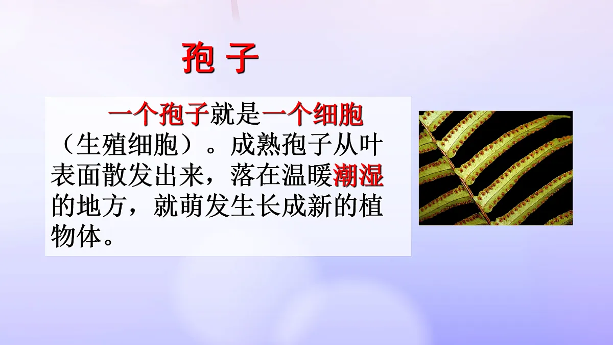18061858第4页