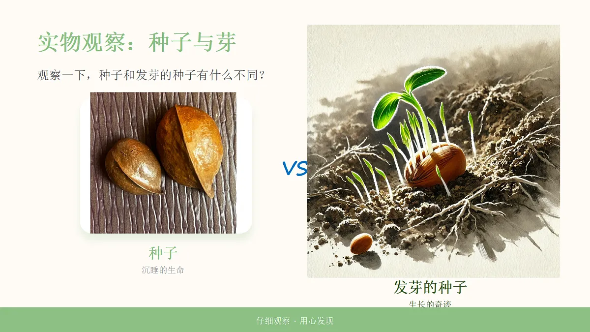 《万物生长》教学课件第6页
