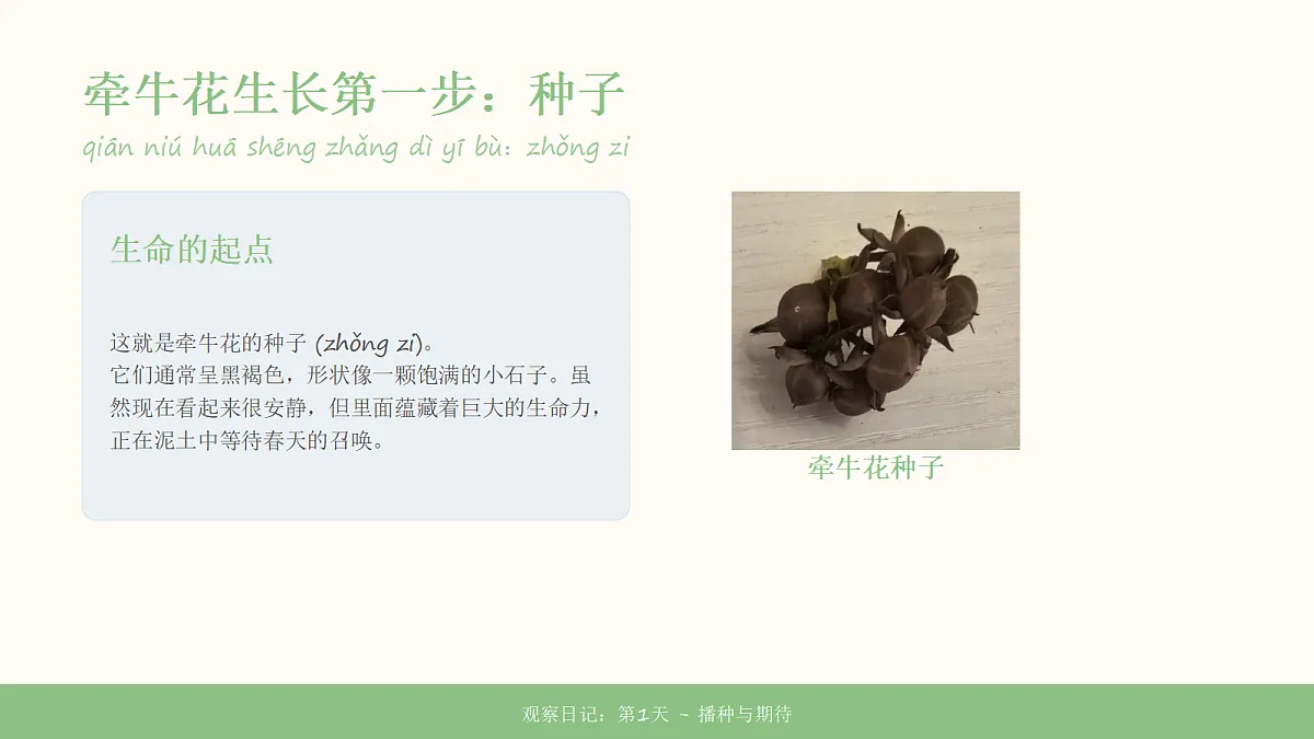 《万物生长》教学课件第8页