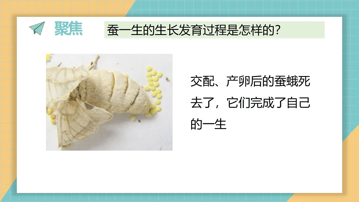 2-7《昆虫的一生》ppt第2页