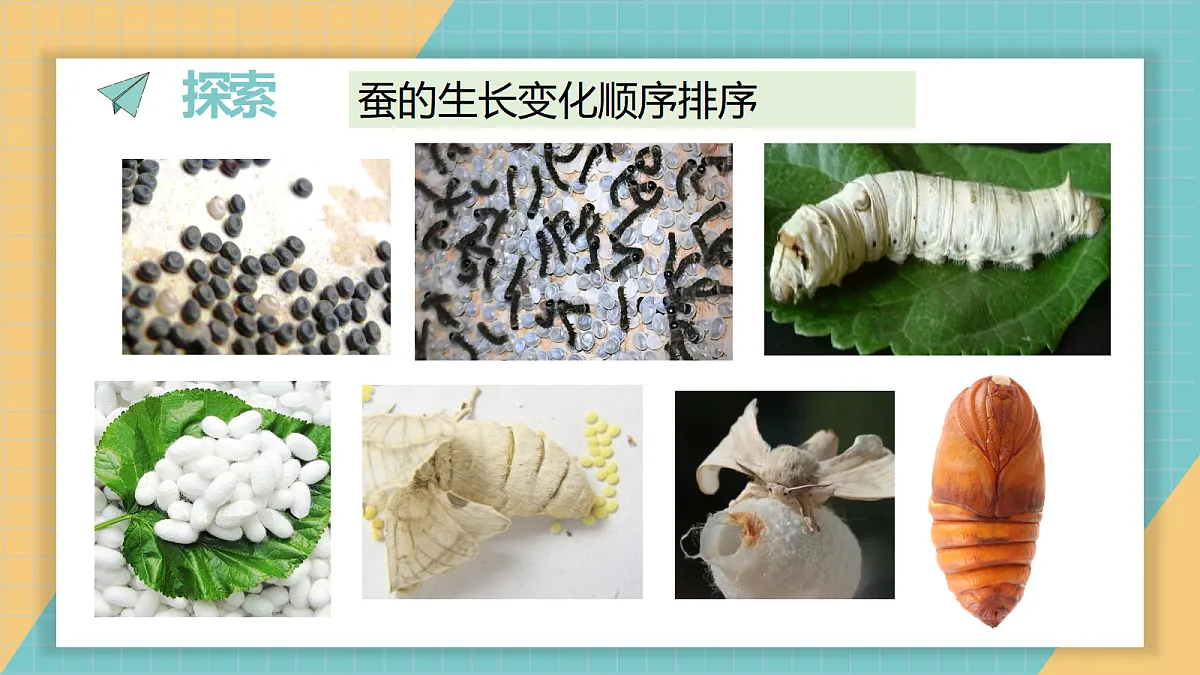 2-7《昆虫的一生》ppt第3页