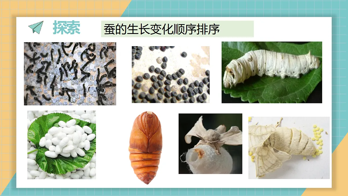 2-7《昆虫的一生》ppt第4页