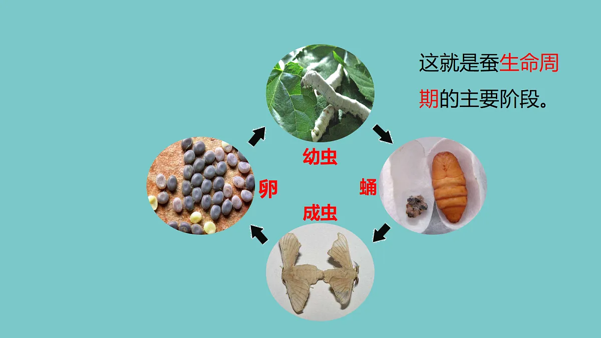 2-7《昆虫的一生》ppt第5页