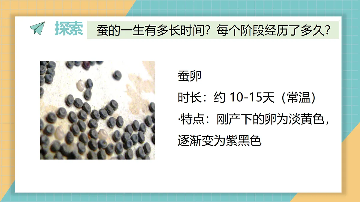 2-7《昆虫的一生》ppt第6页