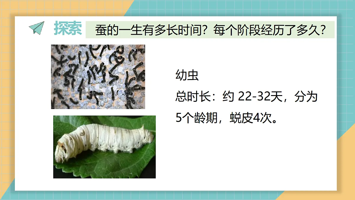 2-7《昆虫的一生》ppt第7页