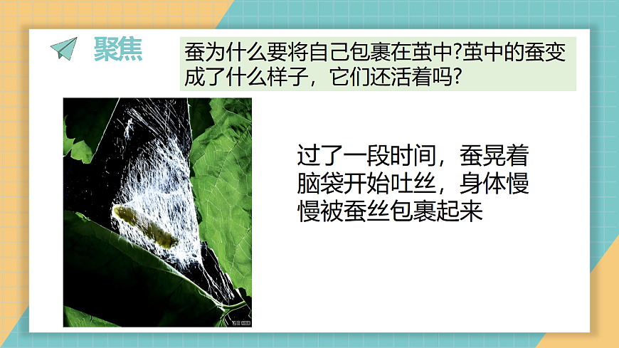 2-5《蚕变了新模样》第4页