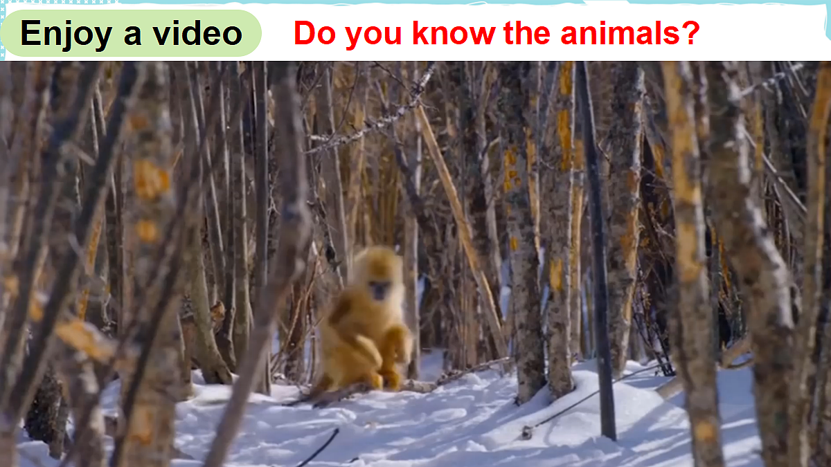 Golden Monkeys第3页