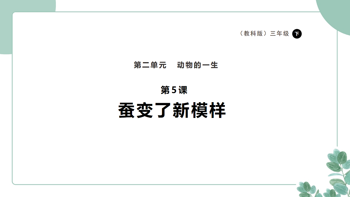 教科版(2024)科学三年级下册2.5《蚕变了新模样》课件第1页