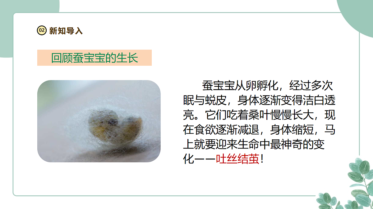 教科版(2024)科学三年级下册2.5《蚕变了新模样》课件第3页